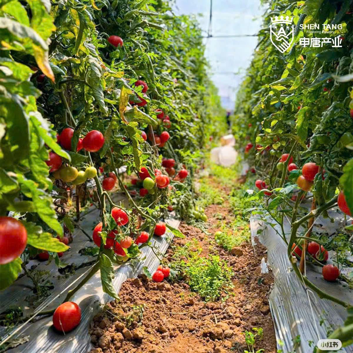 Tomato farm